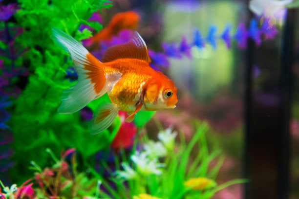 FISH