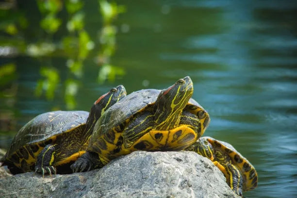 TURTLE