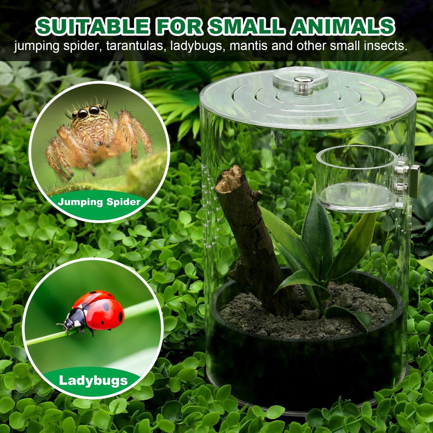 Jumping Spider Enclosure Starter Kit with Feeding Dish, Tarantula Cribs for Mantis Snails Ladybugs Insect, Micro Habitat Cage Accessories