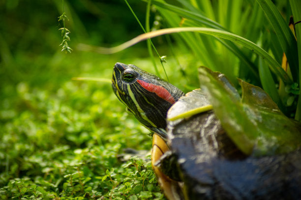 turtle